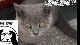 蓝猫在线视频,探索奇幻冒险之旅